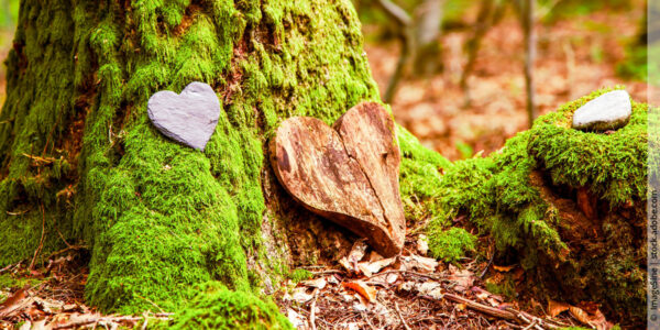 Baumbestattung: Von der Organisation bis zu den Kosten – Was der Wald als letzte Ruhestätte bedeutet